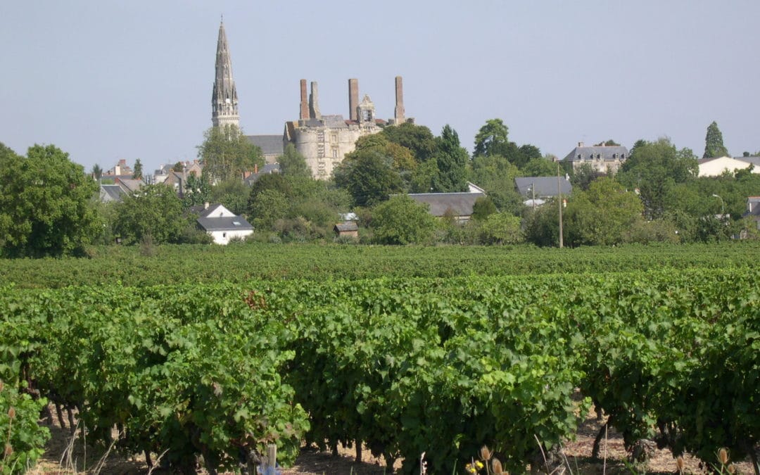 Vigne noble d’Anjou